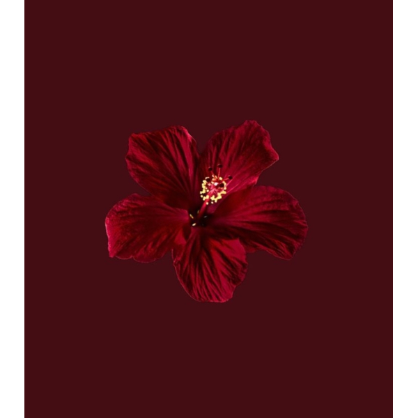 BLOOM facial kennismaking