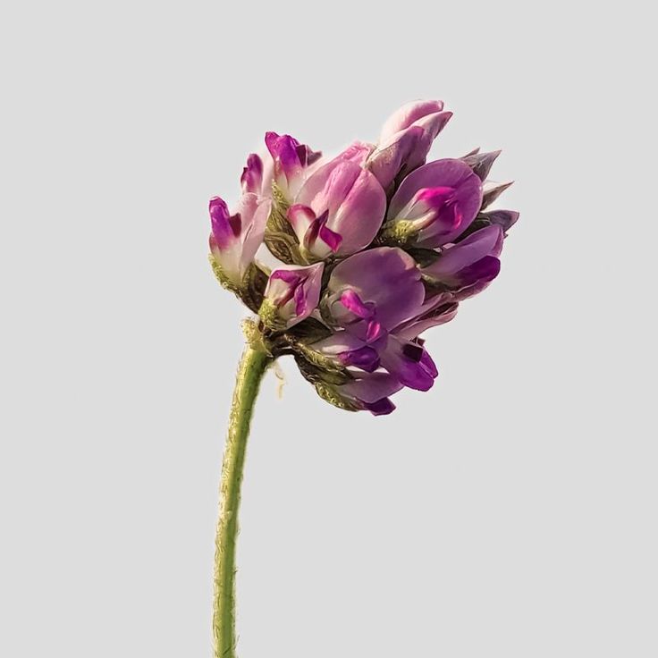 Bakuchiol: een natuurlijk alternatief voor retinol en tretinoïne?